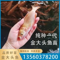 廠家直銷金大頭魚苗黃金花鰱魚苗淡水控制水質吃藻觀賞養殖